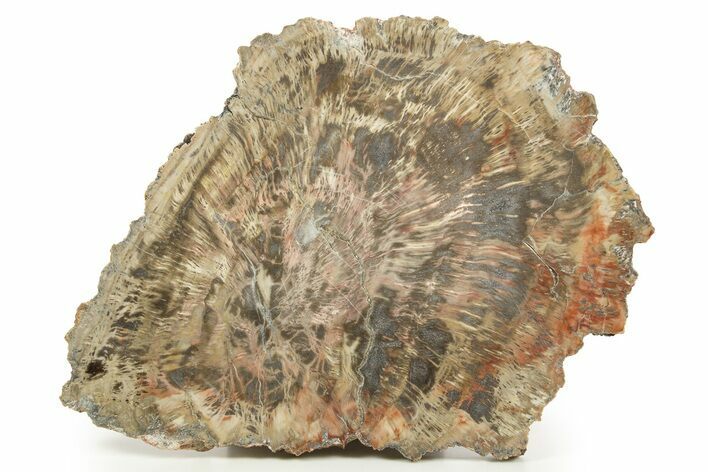 Triassic Petrified Wood Slab - Zuni Mountains, New Mexico #322684